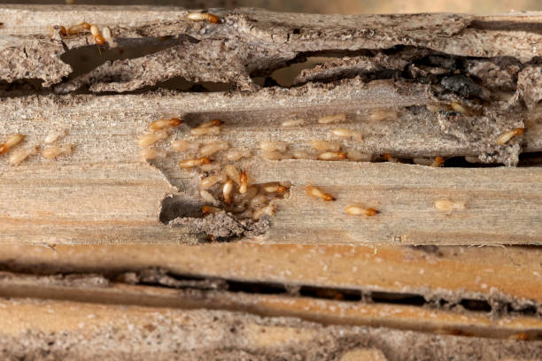  Mount Carmel, IL Pest Control Pros